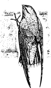 Chimney Swifts are Protected from Removal